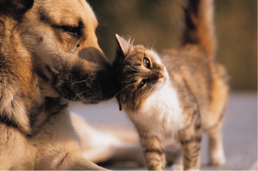 chien et chat